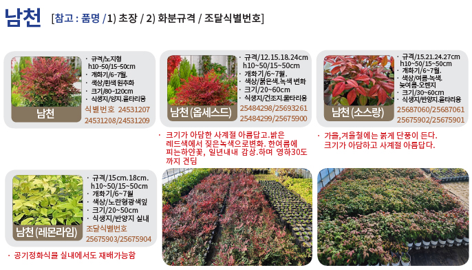 남천